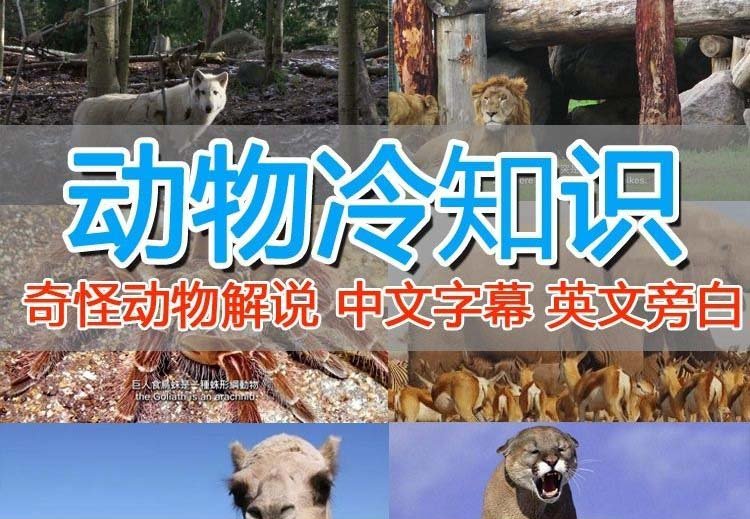 外面卖1699的国外纪录片解说(动物解说、美食、动画片)稳过中视频(全面解析国外纪录片解说制作技巧与策略) 外面卖1699的国外纪录片解说(动物解说、美食、动画片)稳过中视频(全面解析国外纪录片解说制作技巧与策略)